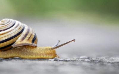 La bave d’escargot, une manne pour les produits cosmétiques ?