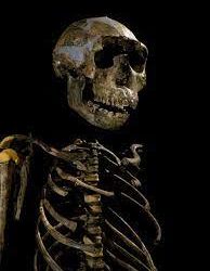 Garçon de Turkana : l’ancien squelette humain le plus complet était découvert il y a 37 ans