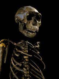 Garçon de Turkana : l’ancien squelette humain le plus complet était découvert il y a 37 ans