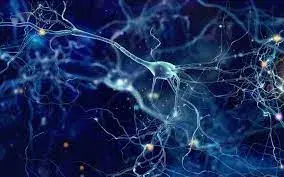 Comment se renouvellent nos neurones ?