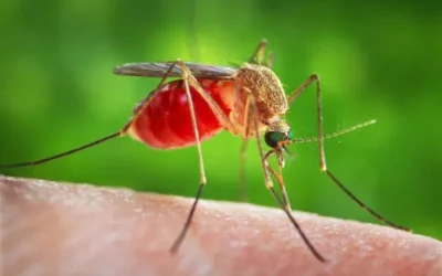 Lutte contre le paludisme : des scientifiques ont découvert une nouvelle technique