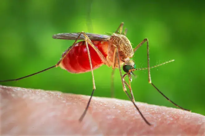 Les scientifiques créent un faux sang pour lutter contre le paludisme