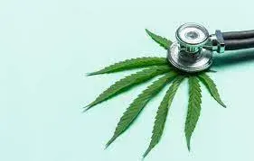 Cannabis thérapeutique : coup d’envoi des travaux en vue d’une filière française de production