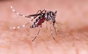 Selon une étude, ces quatre couleurs attire les moustiques !