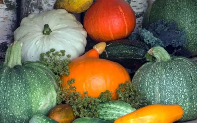 Les cucurbitacées : les légumes de l’automne !