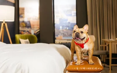 Tendance pet-friendly : quand la tendance « pet-parentalité » influence le marché immobilier