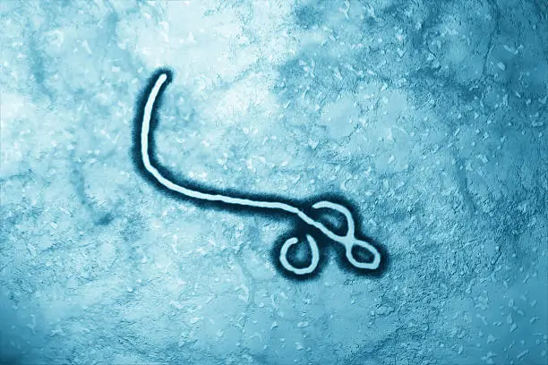 épidémie Ebola Afrique centrale liée au virus Ebola Bundibugyo